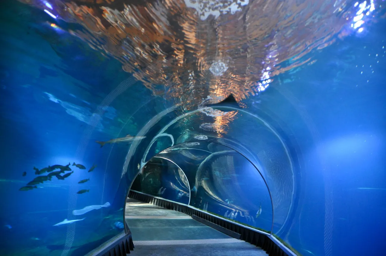 Afrykarium Wrocław podwodny tunel rekiny