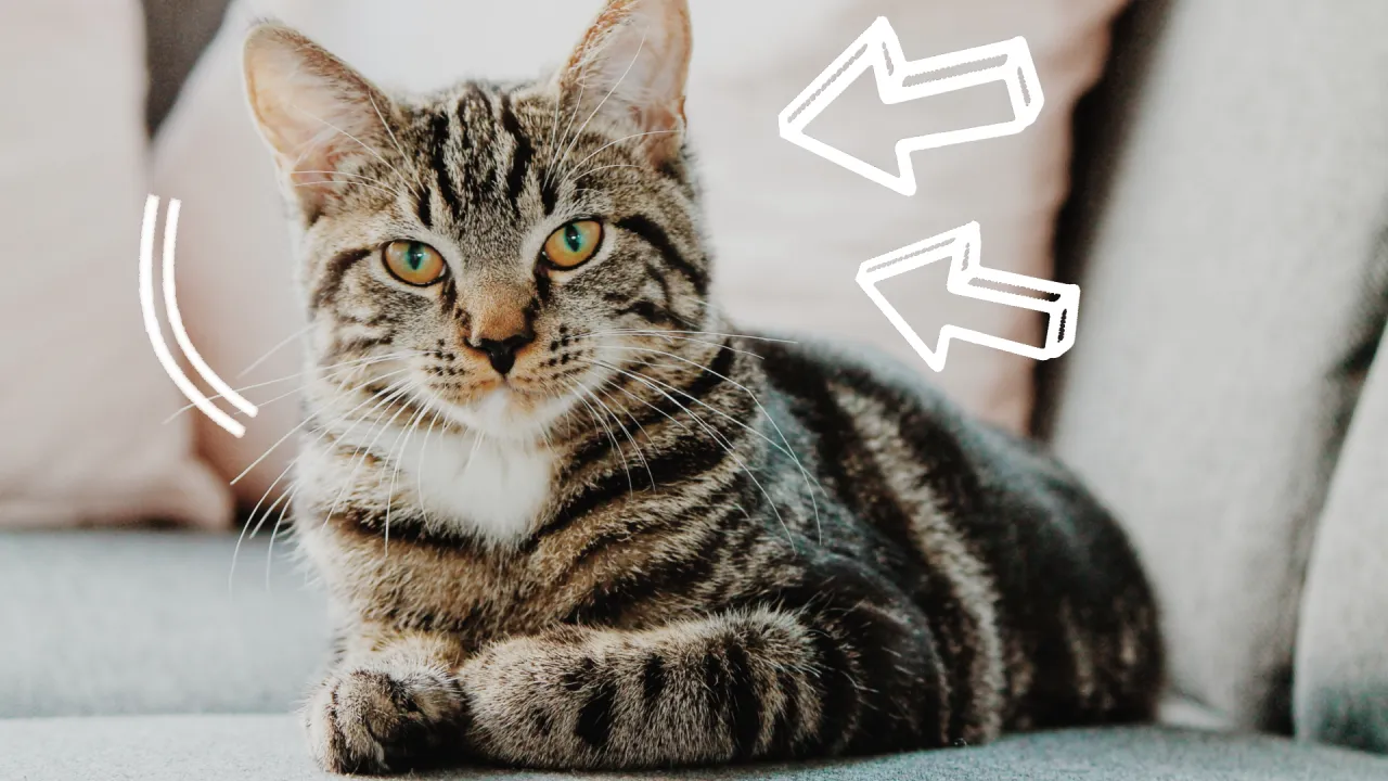 schemat metabolizmu kota i psa