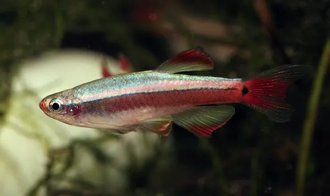 kardynałek chiński danio zbrojnik akwarium