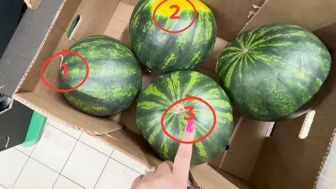 jak wybrać słodkiego arbuza