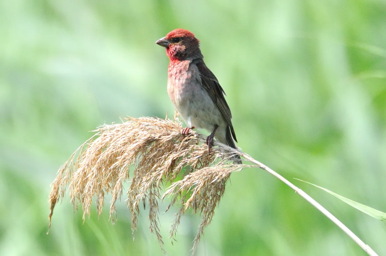 Czerwony ptak siedzi na źdźble trawy w rezerwacie przyrody Zatoka Elbląska.