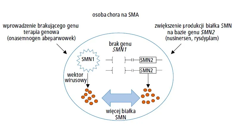 schemat działania terapii genowej SMA, wektor AAV9