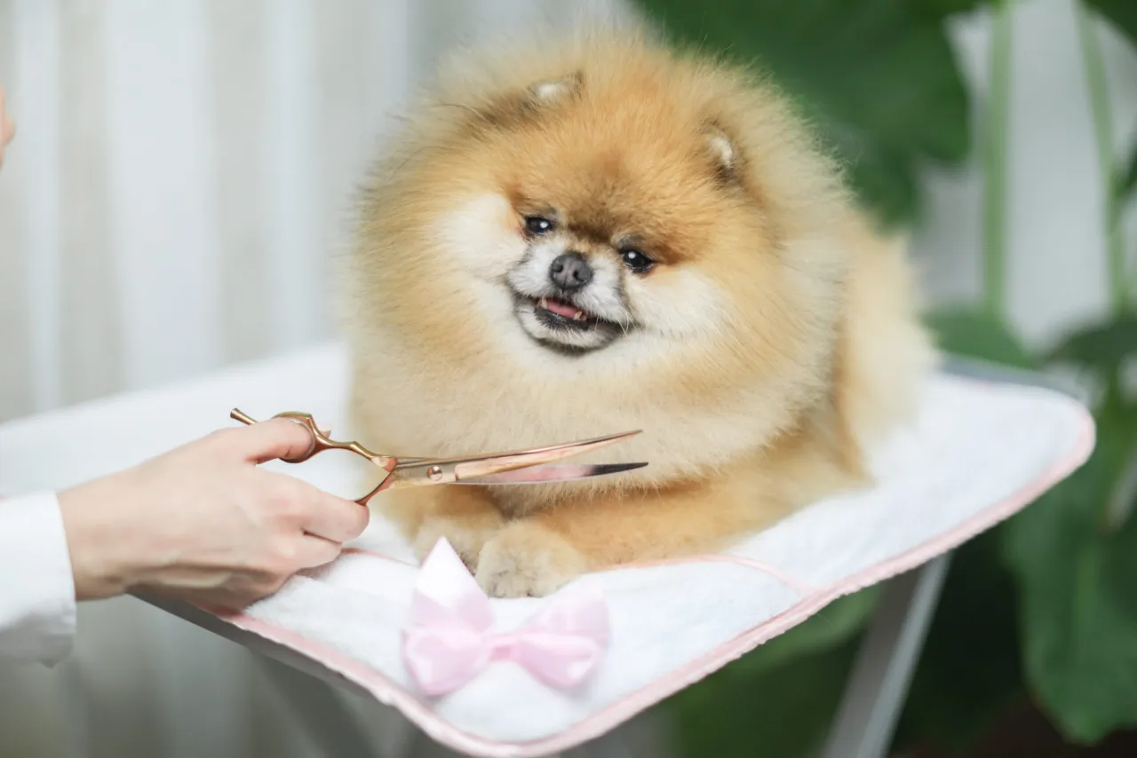 Narzędzia do pielęgnacji szpica miniaturowego