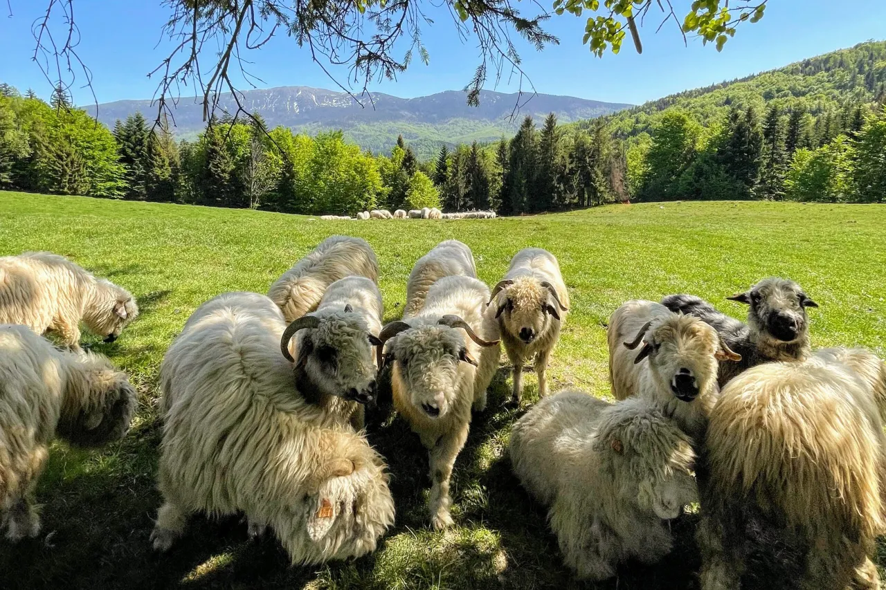 Hala Barankowa widok na Babią Górę