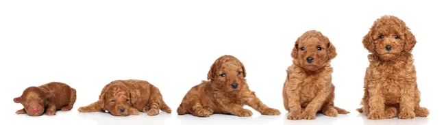 Etapy rozwoju szczeniaka