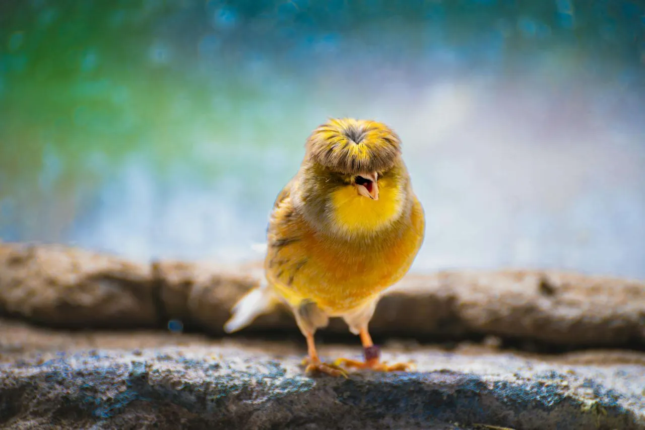 kanarek objawy pasożyt&oacute;w