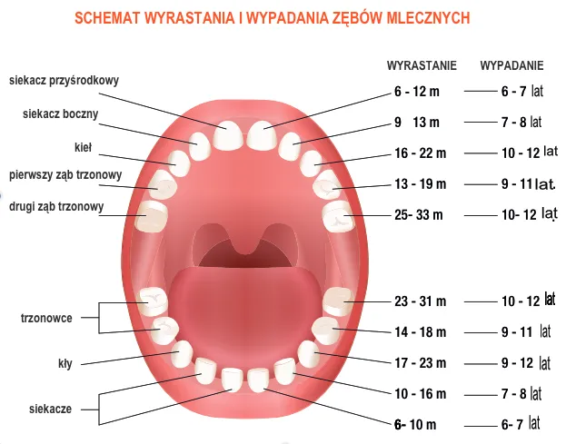 Zdjęcie Ząbkowanie trójki: objawy, wiek i jak ulżyć dziecku?