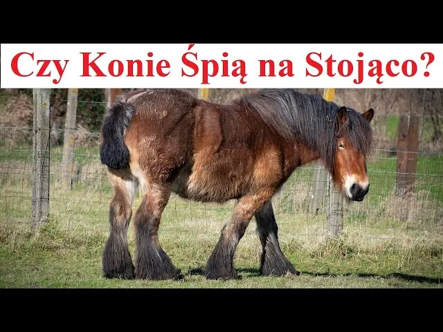 koń śpiący na stojąco