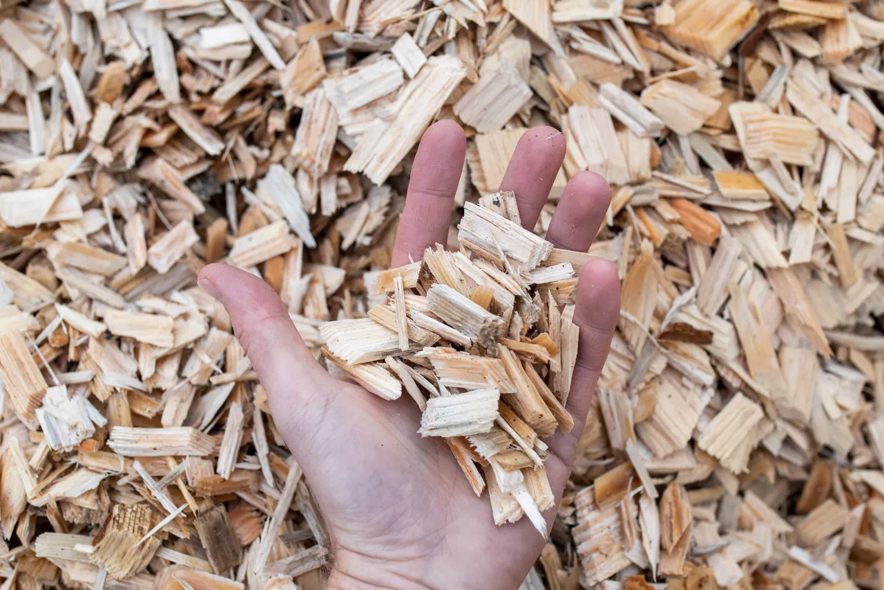 Dłoń trzymająca zrębki drewna, kt&oacute;re są surowcem do produkcji energii biomasy.