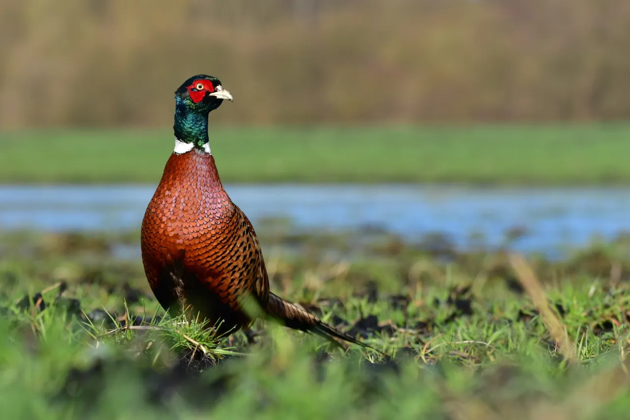 Bażant, co odstrzela myśliwy, z barwnym upierzeniem, stoi na trawiastym polu przy wodzie.