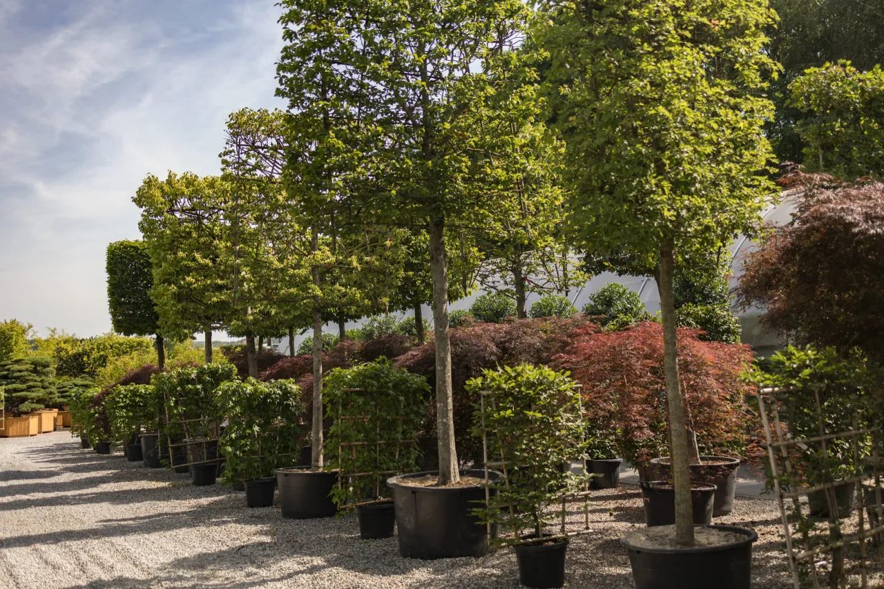 Drzewa miejskie odporne na suszę i zanieczyszczenia