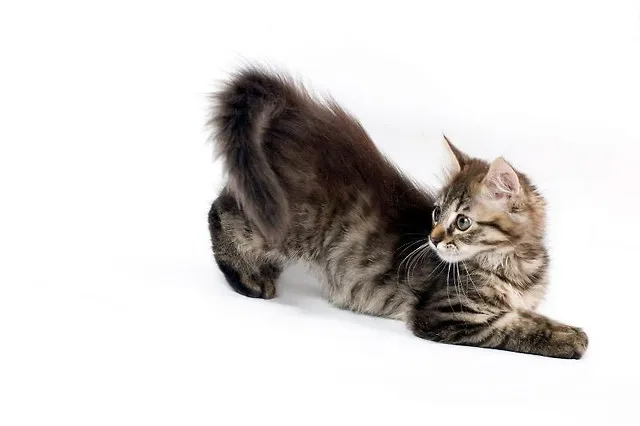 kotka w rui pozycja lordozy