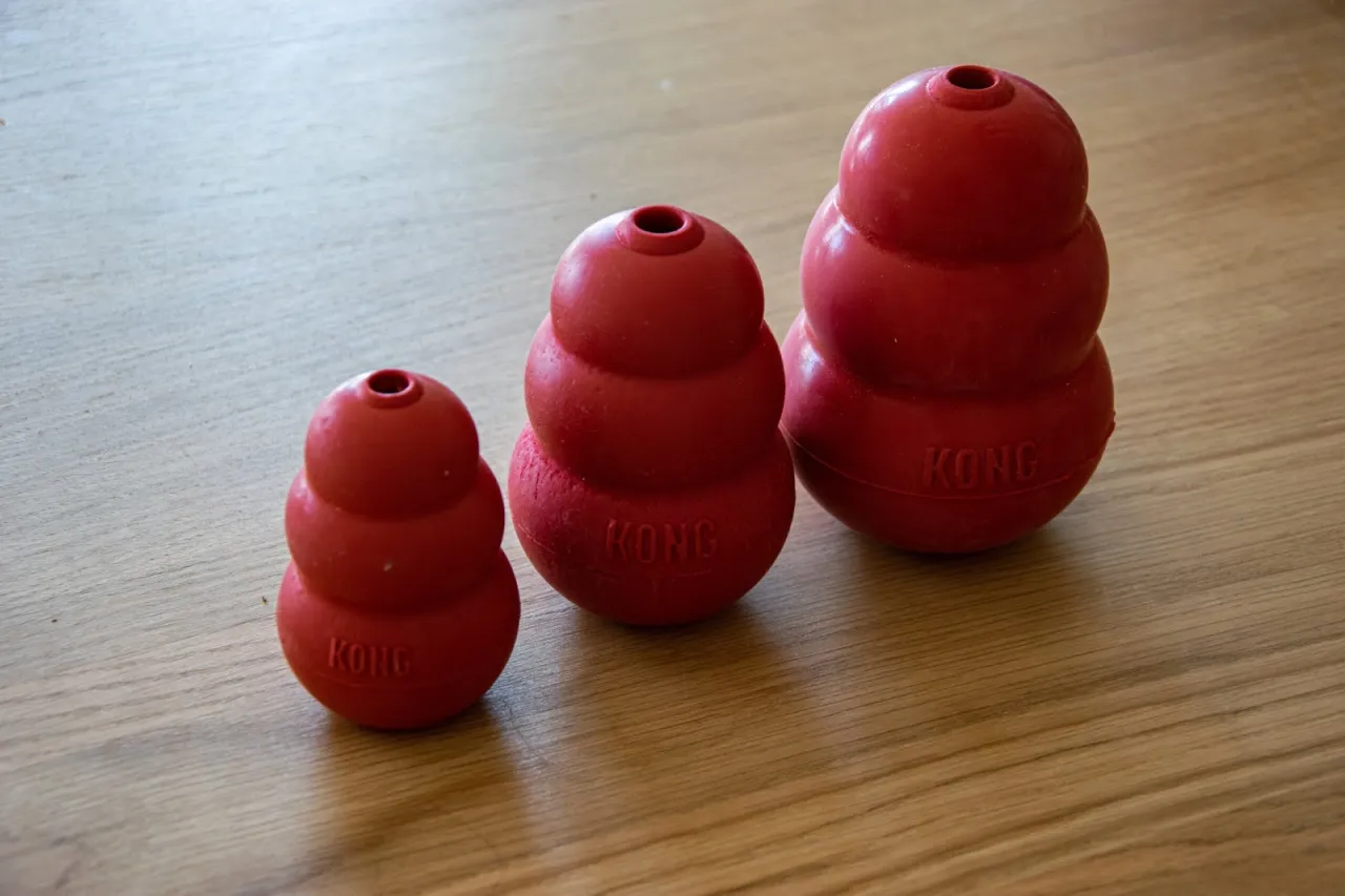 Pies bawiący się zabawką KONG Extreme