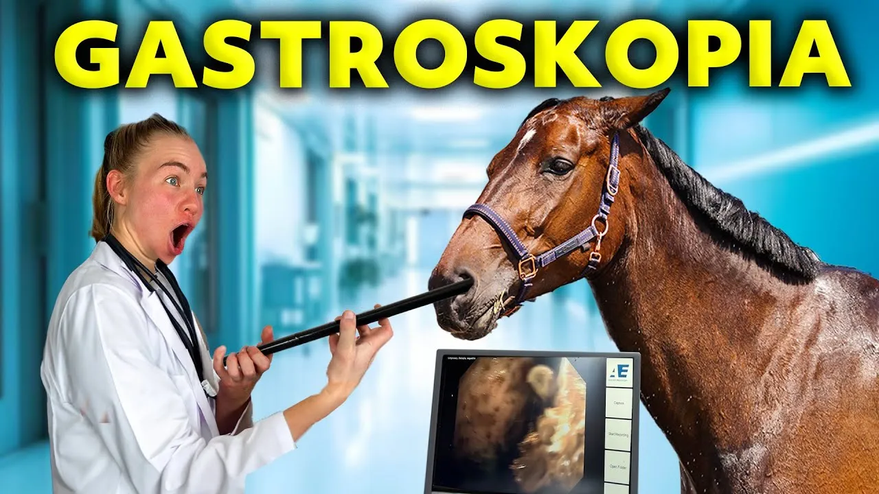 Gastroskopia konia