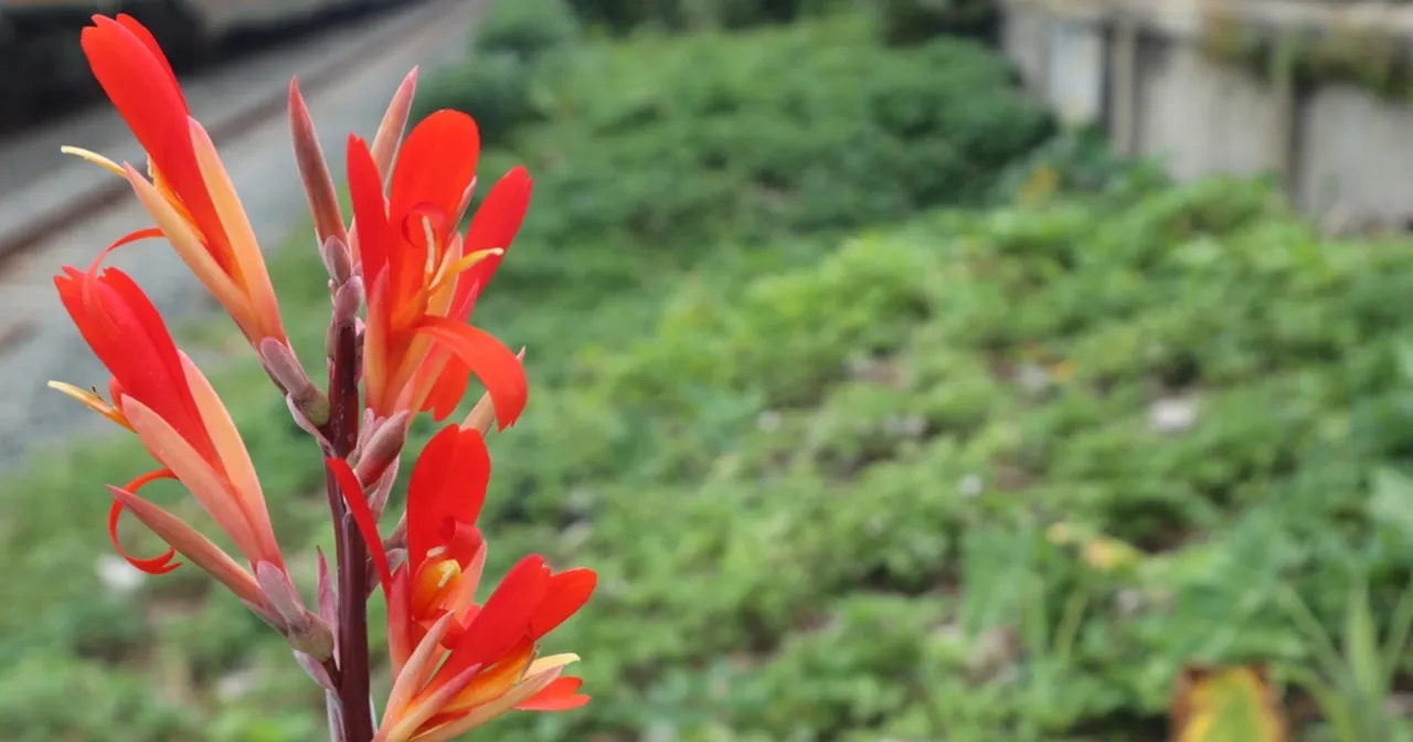 przygotowanie kłączy kanny do zimowania