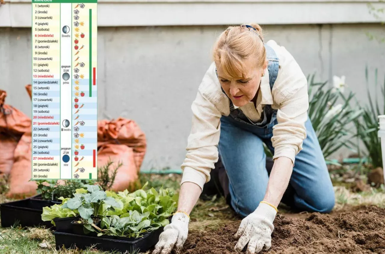 Sadzenie pora - technika