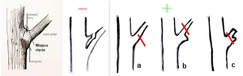 techniki cięcia drzew owocowych na obrączkę na czop