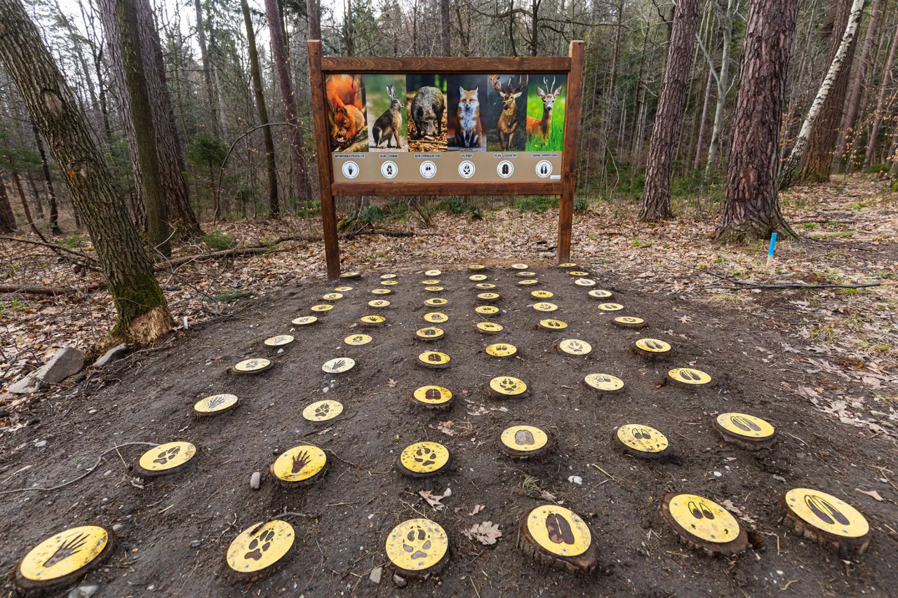 Tablica informacyjna o zwierzętach leśnych i ścieżka z ich tropami. Czy myśliwy ma pierwszeństwo wstępu do lasu? Odpowiedź znajdziesz w lesie.