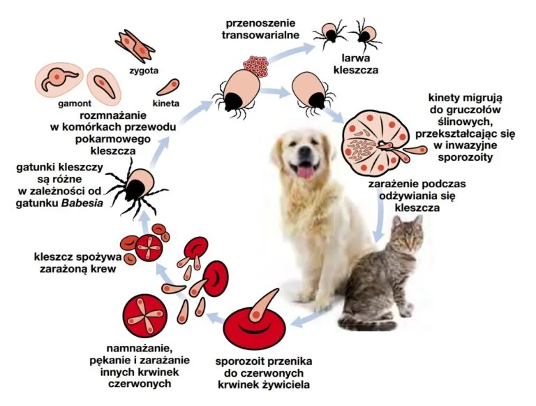 Objawy babeszjozy u psa, pies apatyczny gorączka