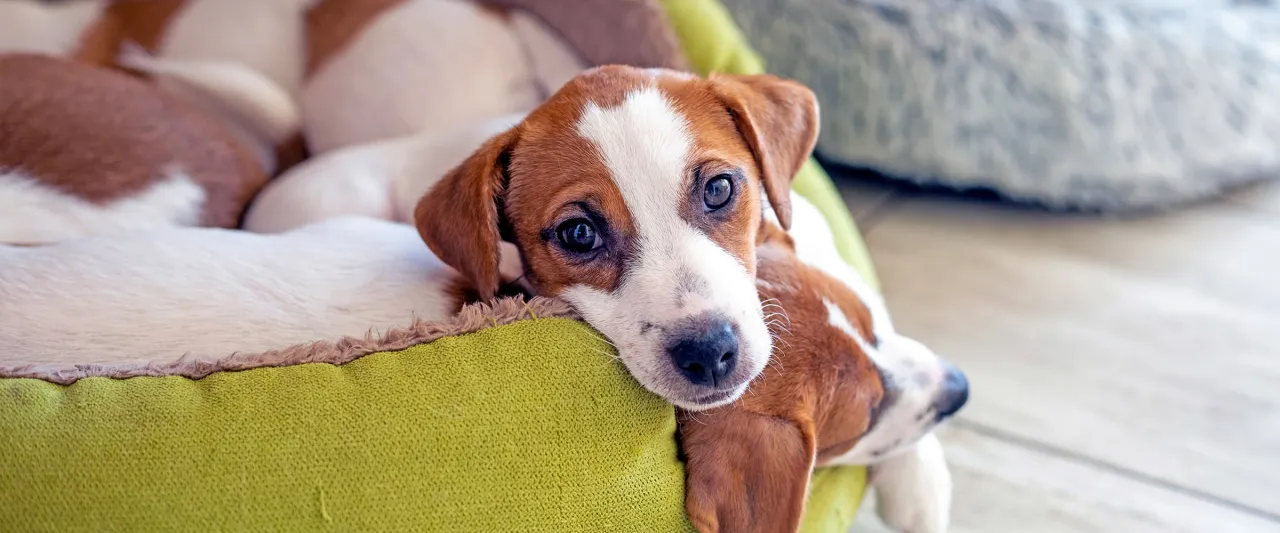 koszt odrobaczania psa weta