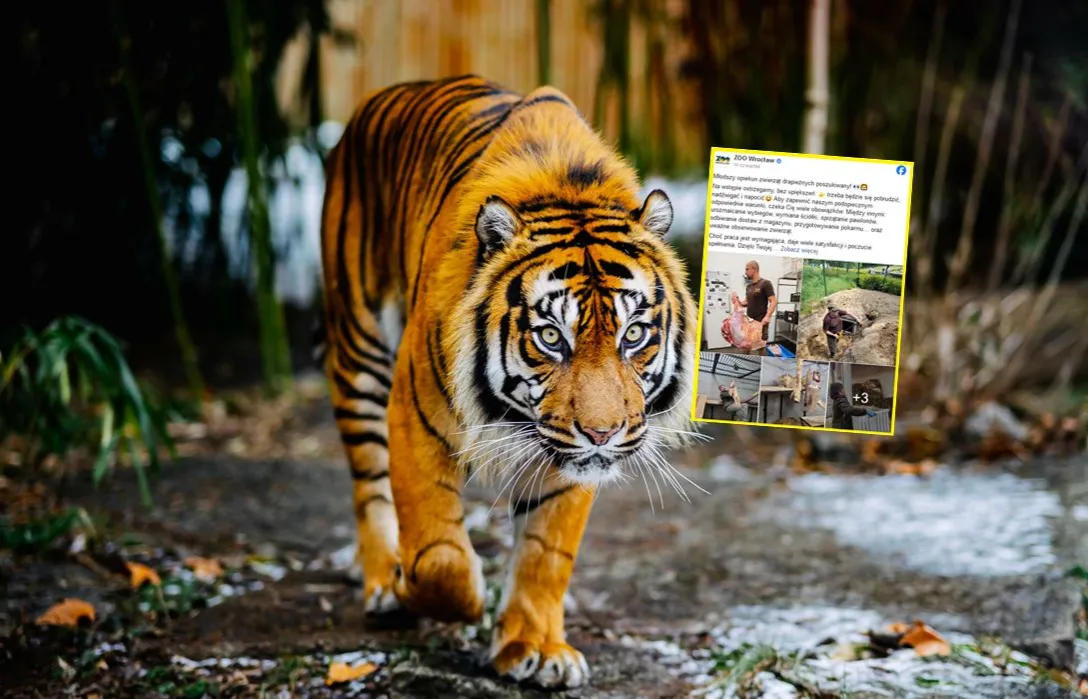 Zdjęcie Ile zarabia pracownik zoo? Zaskakujące fakty o wynagrodzeniach