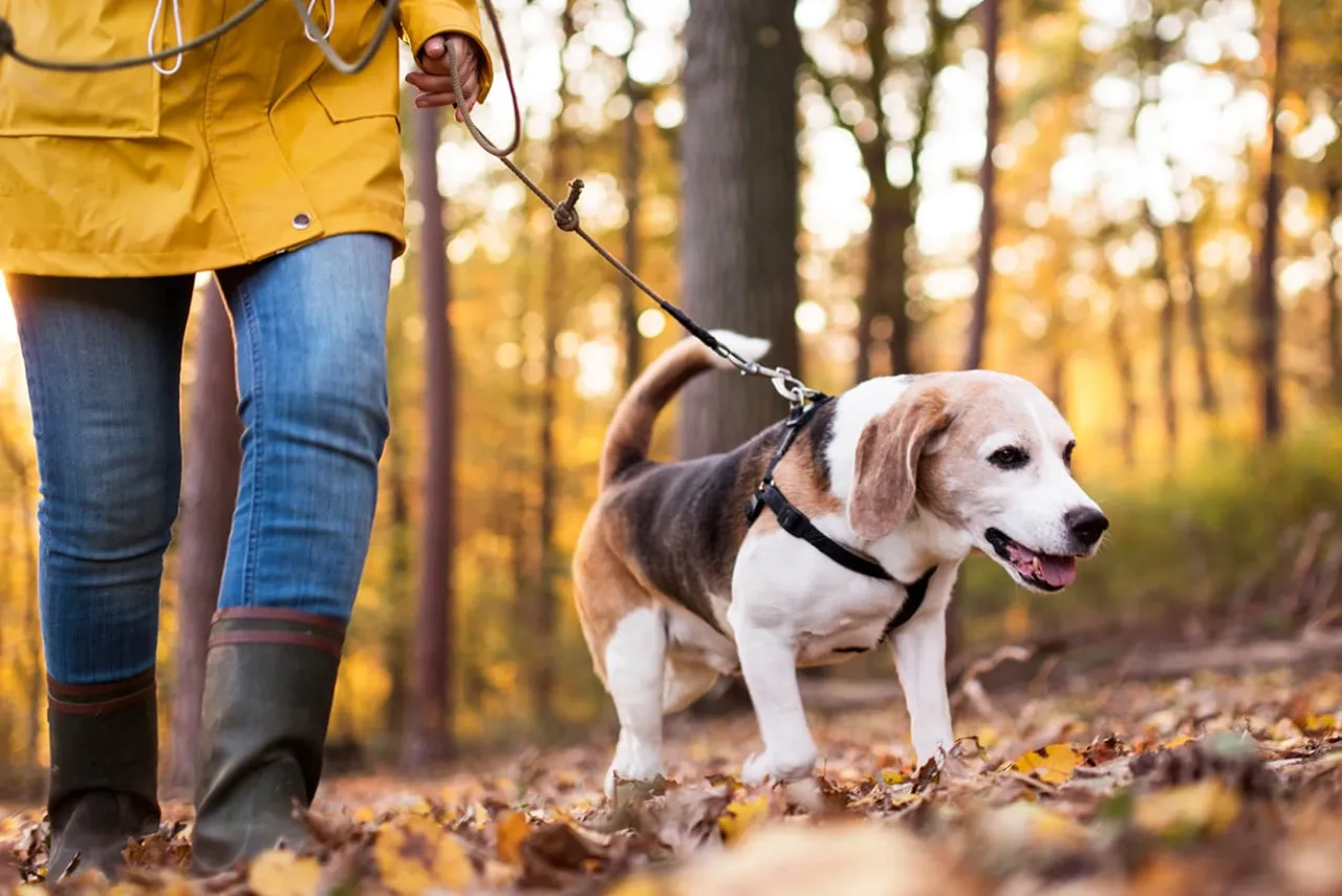 beagle ciągnący na smyczy