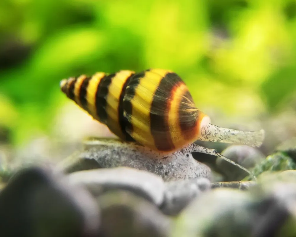 ślimak Helenka w akwarium