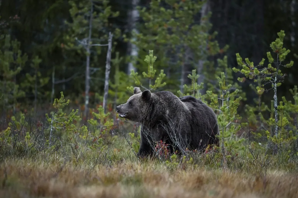 niedźwiedź brunatny w lesie