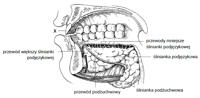 Anatomia ślinianek w jamie ustnej schemat