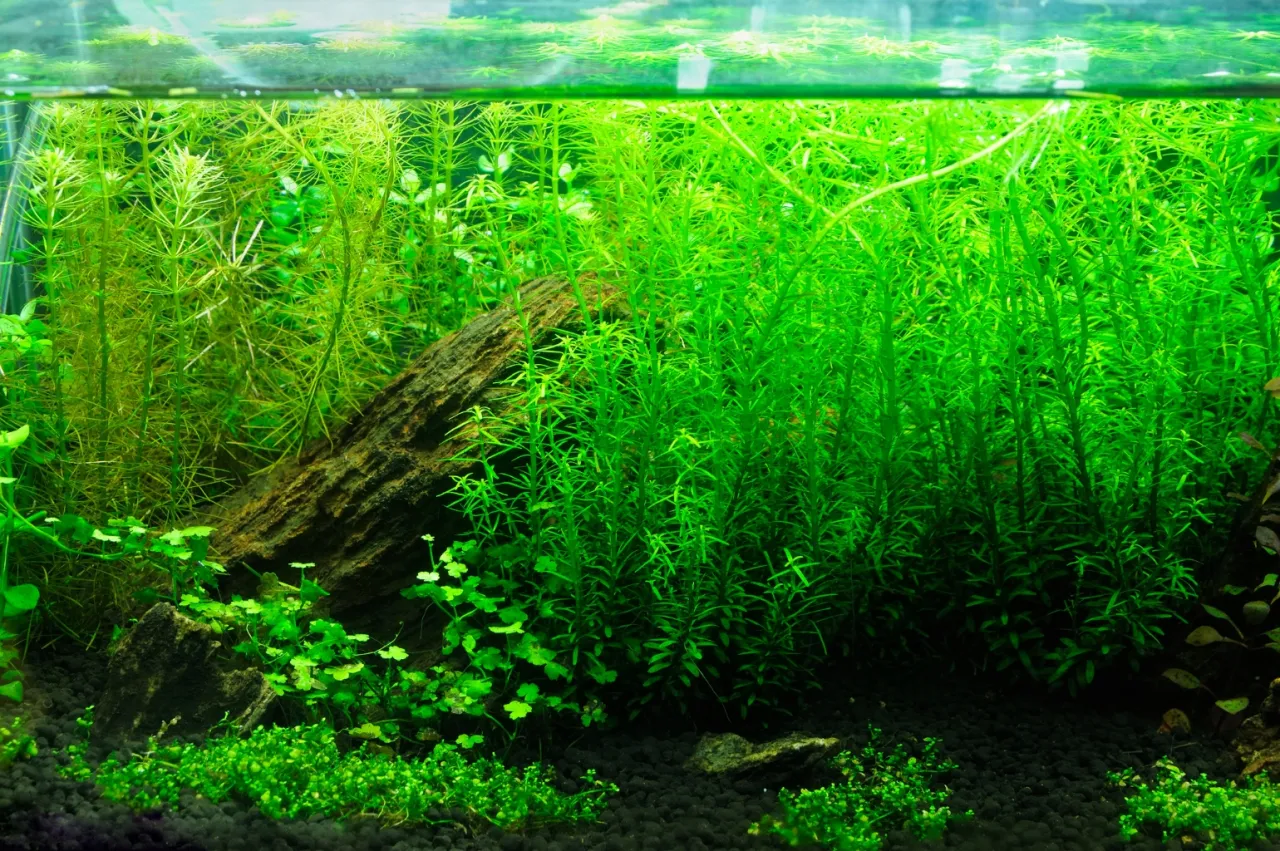 Gęsta, zielona roślinność wodna w akwarium 240l, z korzeniem i kamieniami. Idealne warunki do wzrostu roślin, sugerujące odpowiednie jakie oświetlenie do akwarium 240l.