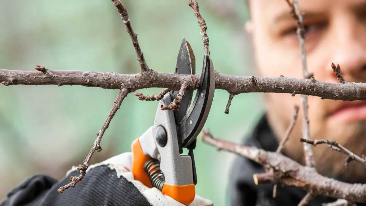 Przycinanie drzew liściastych przepisy: ogrodnik w rękawicy przycina gałąź sekatorami, przygotowując drzewo do wiosny.