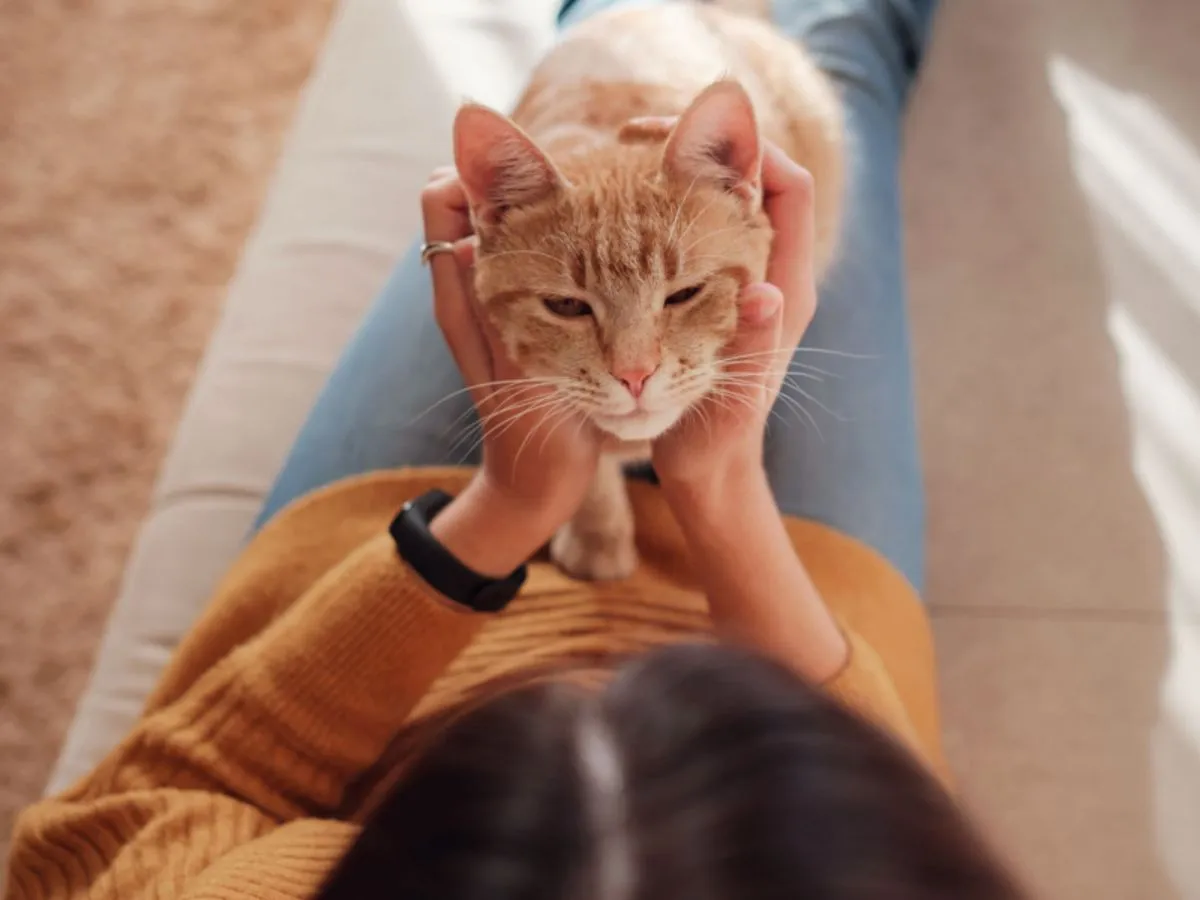 Właściciel przeglądający sierść kota