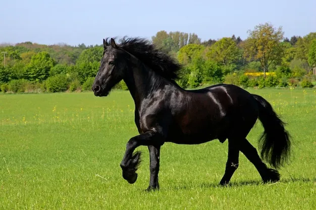 koń fryzyjski galopujący