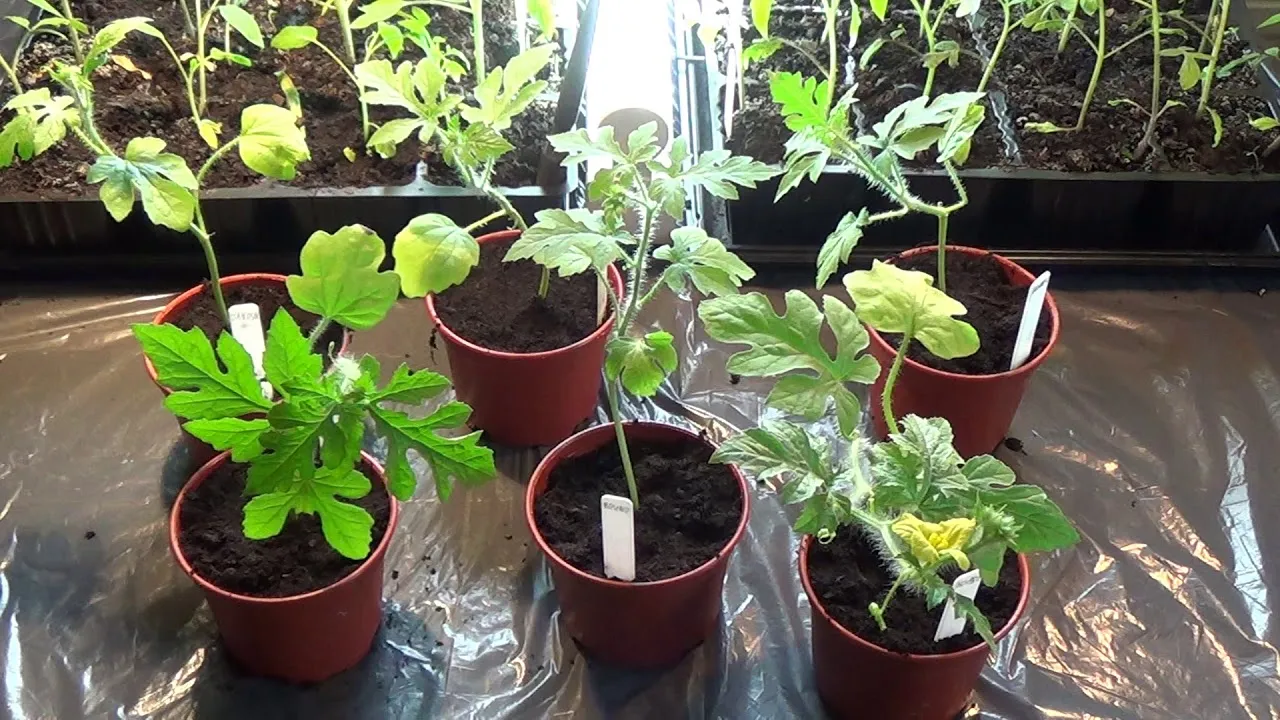 rozsada arbuza w doniczkach