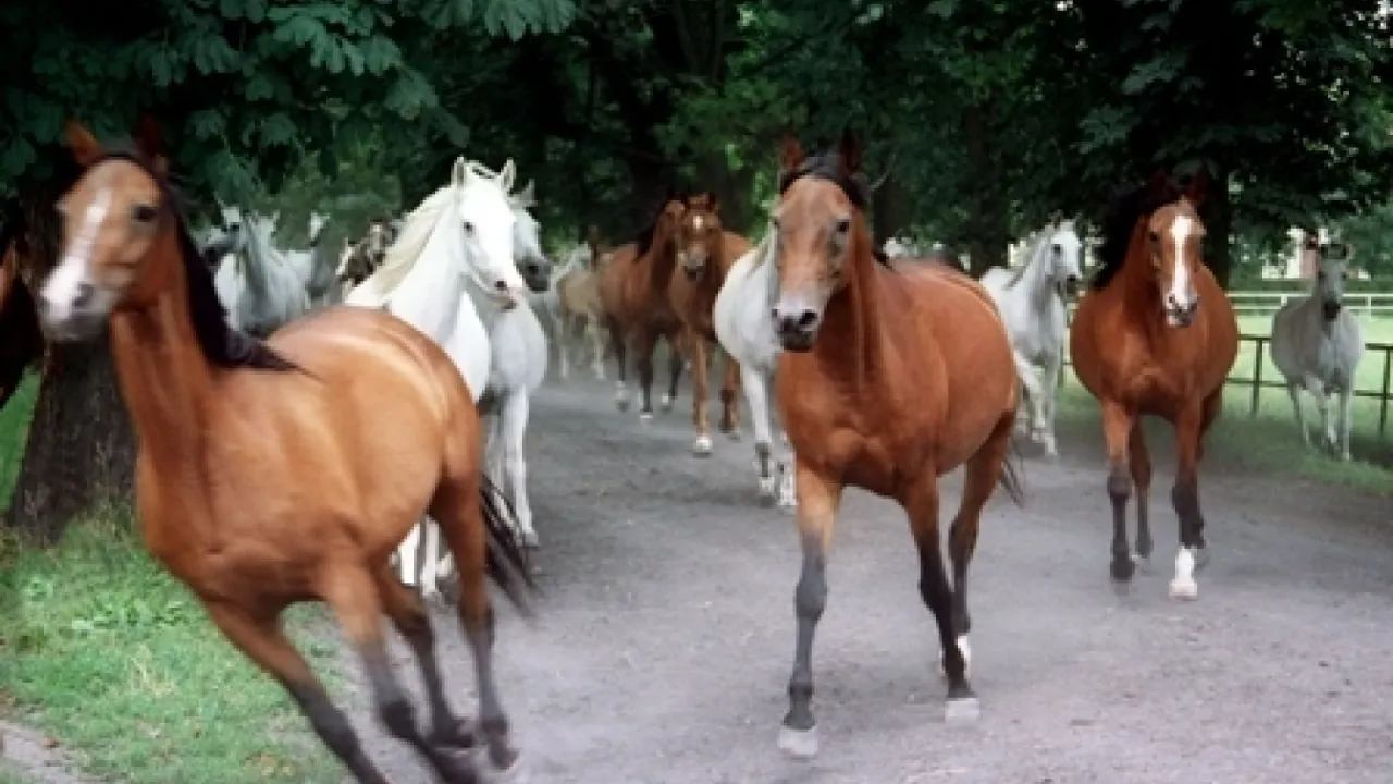Stadnina Koni Michał&oacute;w zwiedzanie jazda konna