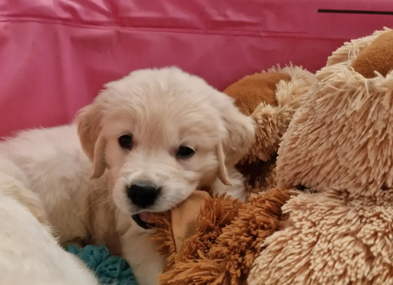 Champion pies z hodowcą lub szczenięta po championach