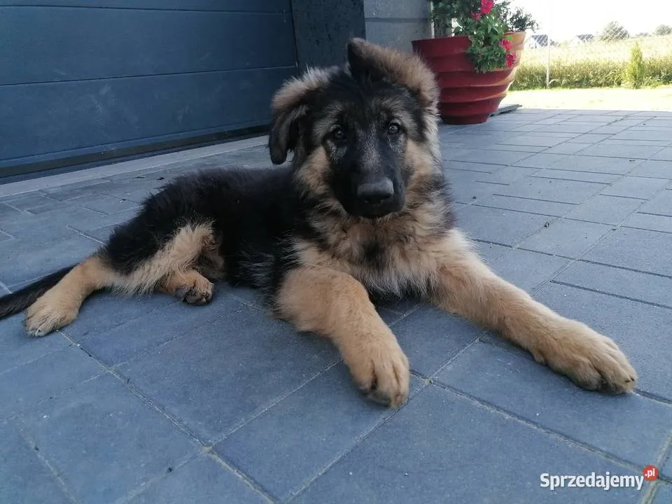 owczarek niemiecki suka szczeniak