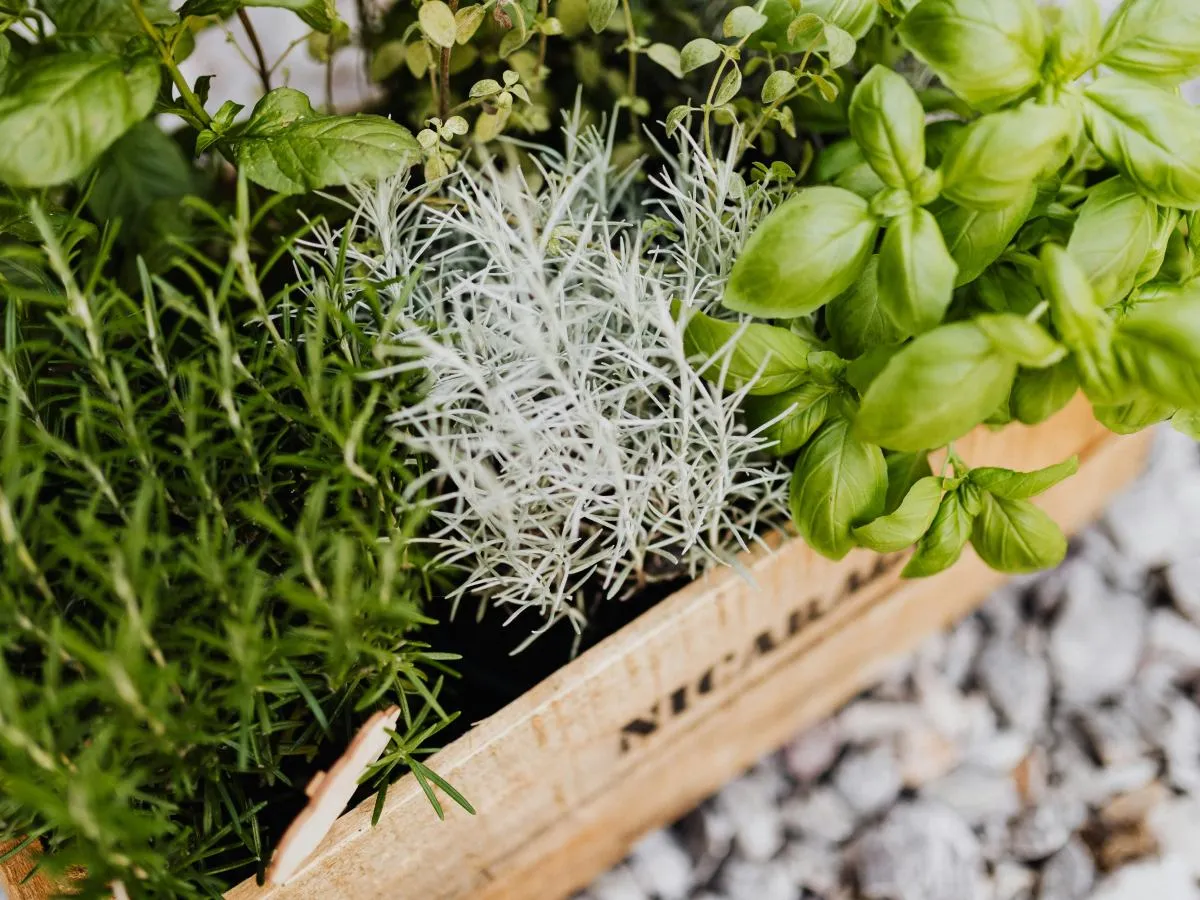 przechowywanie suszonej bazylii w słoikach