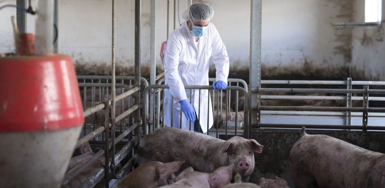 weterynarz badający dużą farmę zwierząt