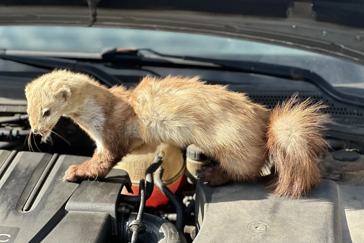 Profesjonalne odstraszacze kun do samochodu