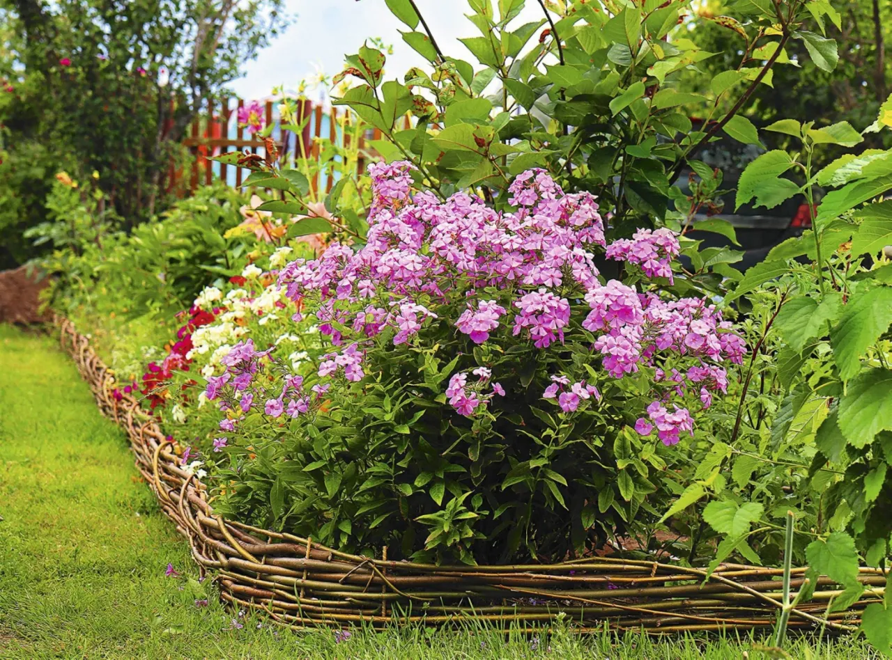 jesienne sadzenie bylin