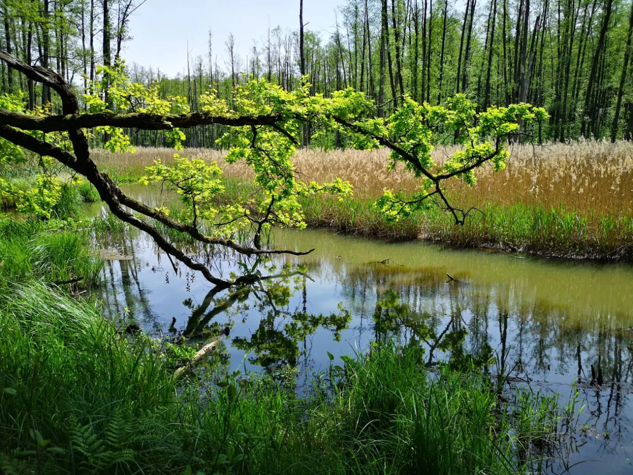 Malowniczy zakątek rezerwat przyrody lubelskie. Gałąź drzewa zwisa nad spokojną wodą, odbijając się w jej tafli.
