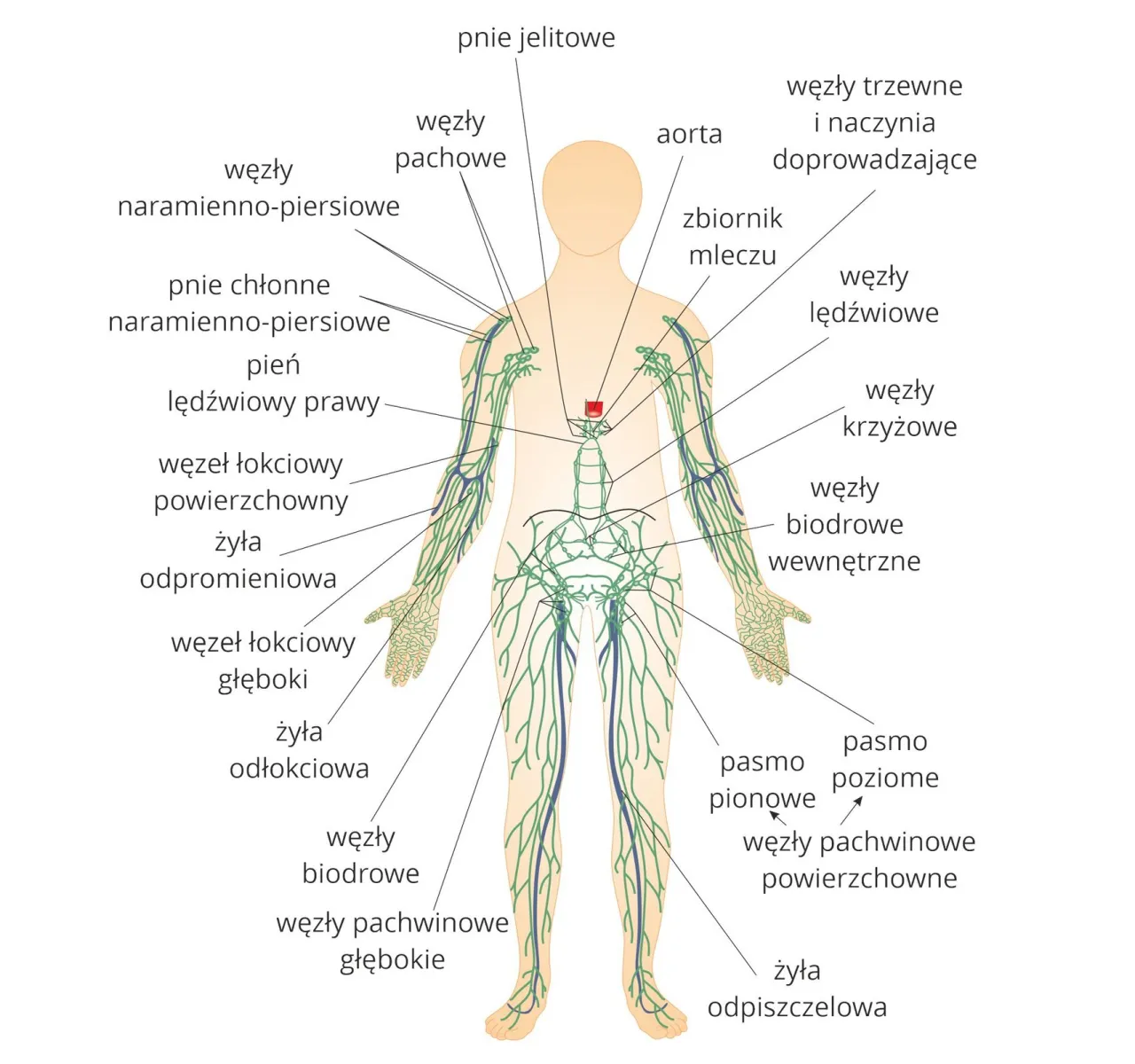 Układ limfatyczny schemat