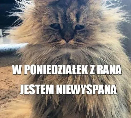 zabawny GIF na poniedziałek ziewający kot lub pies
