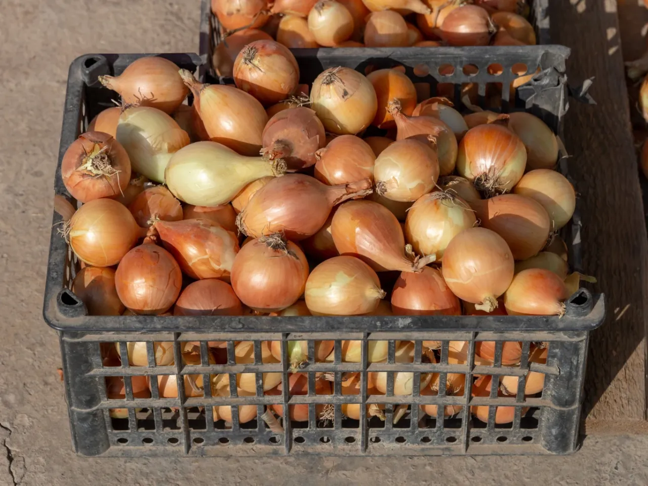 Cebule w czarnych skrzynkach, gotowe do przechowywania. Widać r&oacute;żne odcienie ż&oacute;łci i brązu, niekt&oacute;re cebule są większe, inne mniejsze.