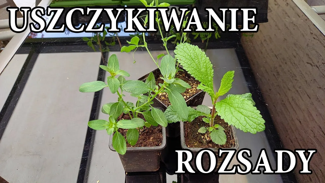 Zdjęcie Jak przycinać groszek pachnący, aby uniknąć słabego wzrostu kwiatów