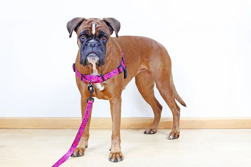 szelki easy walk dla psa