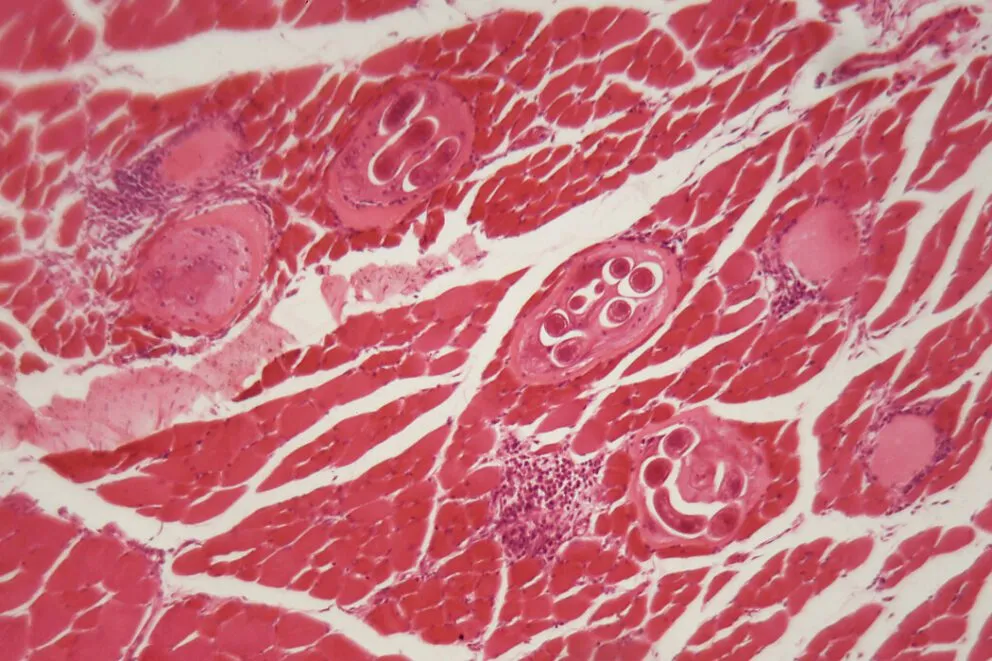 Pobieranie pr&oacute;bek mięsa dzika do badania na włośnicę