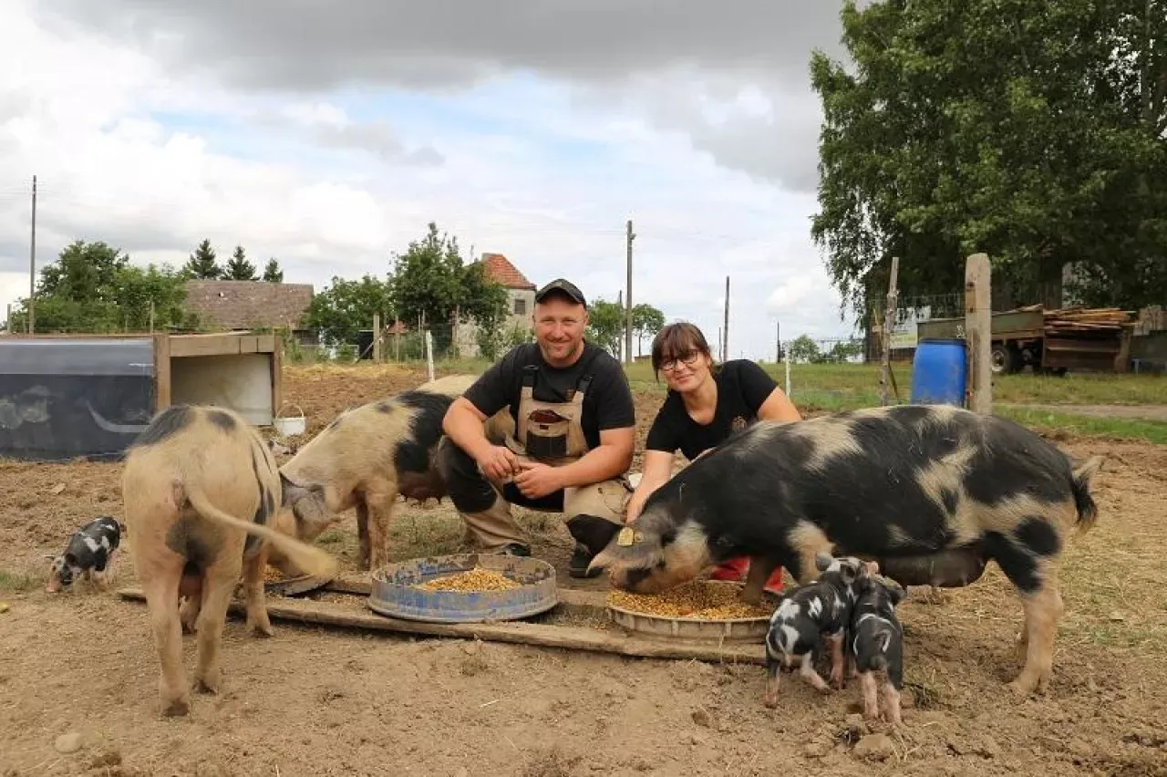Para karmi zwierzęta, pokazując r&oacute;żne rasy świń i ich prosięta na farmie.