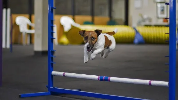 Jack Russell Terrier biega na torze agility